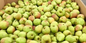 pears-in-big-bin